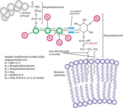 Phospholipase C, Phosphatidylinositol-specific from Bacillus cereus buffered aqueous glycerol solution, &#8805;1,000&#160;units/mg protein (Lowry)