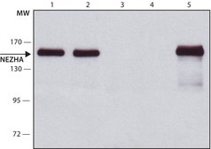 Anti-NEZHA antibody, Mouse monoclonal clone NEZHA-1, purified from hybridoma cell culture