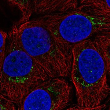 Anti-B4GALT4 antibody produced in rabbit Prestige Antibodies&#174; Powered by Atlas Antibodies, affinity isolated antibody