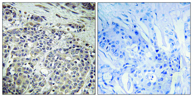 Anti-AMPK1 antibody produced in rabbit affinity isolated antibody