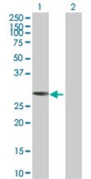 Anti-TOLLIP antibody produced in mouse purified immunoglobulin, buffered aqueous solution