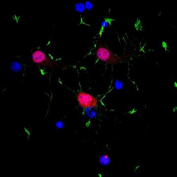 Anti-NeuN Antibody (rabbit) from rabbit, purified by affinity chromatography