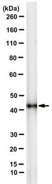 Anti-pan-Actin Antibody, clone 2A3 clone 2A3, from mouse