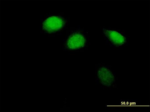 Anti-ZBTB12 antibody produced in mouse IgG fraction of antiserum, buffered aqueous solution