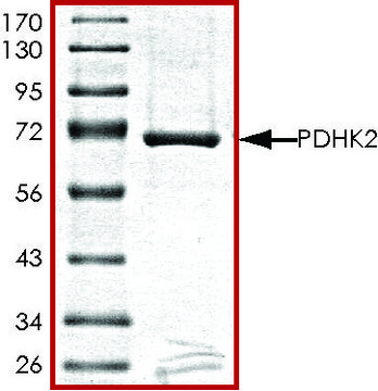 PDHK2, active, GST tagged human PRECISIO&#174; Kinase, recombinant, expressed in baculovirus infected Sf9 cells, &#8805;70% (SDS-PAGE), buffered aqueous glycerol solution