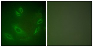 Anti-HSP105 antibody produced in rabbit affinity isolated antibody