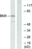 Anti-BMX, N-Terminal antibody produced in rabbit affinity isolated antibody