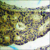 Anti-phospho-hnRNP K (pSer284) antibody produced in rabbit affinity isolated antibody