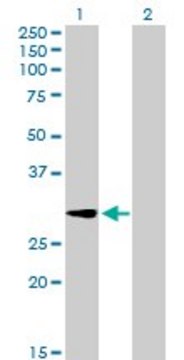 Anti-GALNT12 antibody produced in mouse purified immunoglobulin, buffered aqueous solution