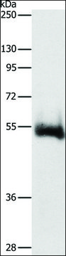 Anti-CHRM4 antibody produced in rabbit affinity isolated antibody