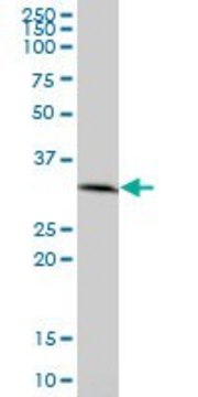 Anti-PRKAB2 antibody produced in mouse purified immunoglobulin, buffered aqueous solution