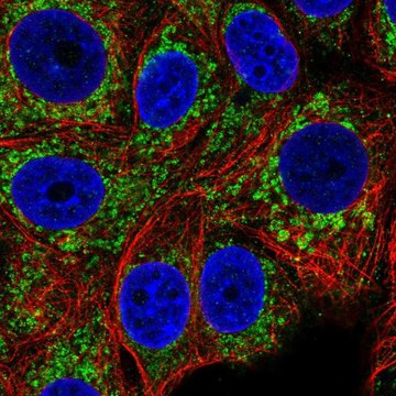 Anti-CCM2 antibody produced in rabbit Prestige Antibodies&#174; Powered by Atlas Antibodies, affinity isolated antibody