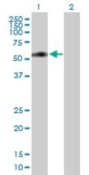 Anti-MIDN antibody produced in mouse purified immunoglobulin, buffered aqueous solution