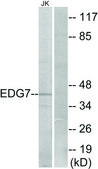 Anti-EDG7 antibody produced in rabbit affinity isolated antibody