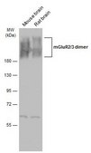 Anti-GRM3 (C-terminal) antibody produced in rabbit affinity isolated antibody, buffered aqueous solution