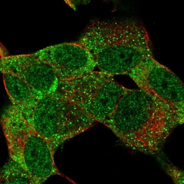 Anti-MSI1 antibody produced in rabbit Prestige Antibodies&#174; Powered by Atlas Antibodies, affinity isolated antibody