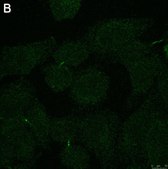 Anti-Myc tag Antibody, clone 4A6 ZooMAb® Mouse Monoclonal recombinant, expressed in HEK 293 cells