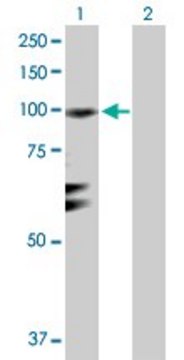 Anti-RGL1 antibody produced in rabbit purified immunoglobulin, buffered aqueous solution