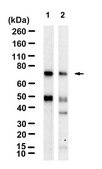 Anti-CD33/Siglec-3 Antibody, clone 1D10 ZooMAb® Rabbit Monoclonal recombinant, expressed in HEK 293 cells