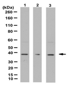 Anti-Annexin A1, Antibody from rabbit