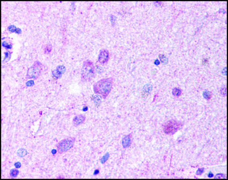 Anti-GPR37 (AB1) antibody produced in rabbit affinity isolated antibody, buffered aqueous solution