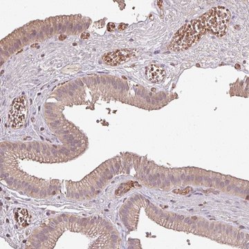 Anti-OLFML2B antibody produced in rabbit Prestige Antibodies&#174; Powered by Atlas Antibodies, affinity isolated antibody, buffered aqueous glycerol solution