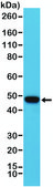 Anti-PAX-5 (paired box protein) antibody, Rabbit monoclonal recombinant, expressed in HEK 293 cells, clone RM331, purified immunoglobulin