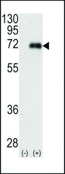 ANTI-PKC IOTA(N-TERMINAL) antibody produced in rabbit IgG fraction of antiserum, buffered aqueous solution