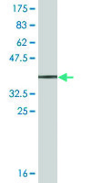 Monoclonal Anti-ALCAM antibody produced in mouse clone 1H3, ascites fluid