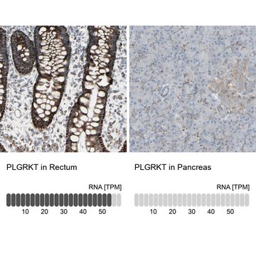 Anti-PLGRKT antibody produced in rabbit Prestige Antibodies&#174; Powered by Atlas Antibodies, affinity isolated antibody, buffered aqueous glycerol solution