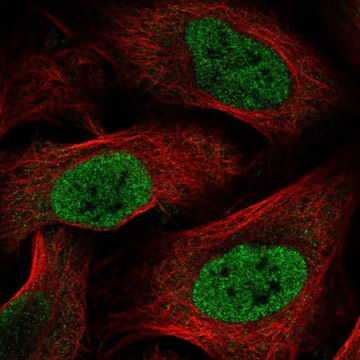 Anti-HOXC6 antibody produced in rabbit Prestige Antibodies&#174; Powered by Atlas Antibodies, affinity isolated antibody