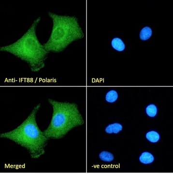 Anti-IFT88/Polaris antibody produced in goat affinity isolated antibody, buffered aqueous solution