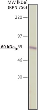 Anti-Catalase antibody ,Mouse monoclonal clone CAT-505, purified from hybridoma cell culture