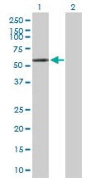 Anti-POLG2 antibody produced in rabbit purified immunoglobulin, buffered aqueous solution