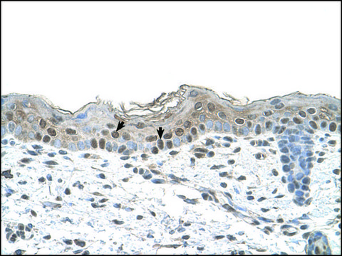 Anti-ARRB2 antibody produced in rabbit affinity isolated antibody