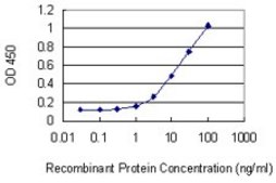 Monoclonal Anti-UPP1, (N-terminal) antibody produced in mouse clone 2F5, purified immunoglobulin, buffered aqueous solution