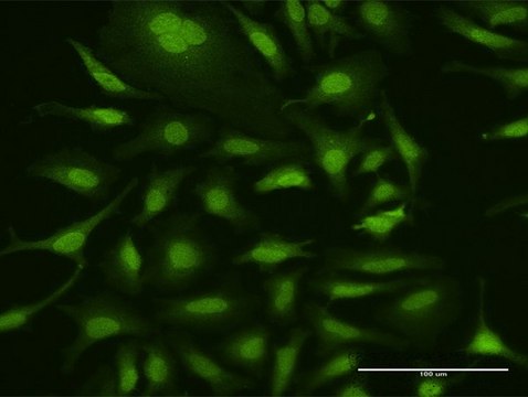 Anti-UBA7 antibody produced in rabbit purified immunoglobulin, buffered aqueous solution