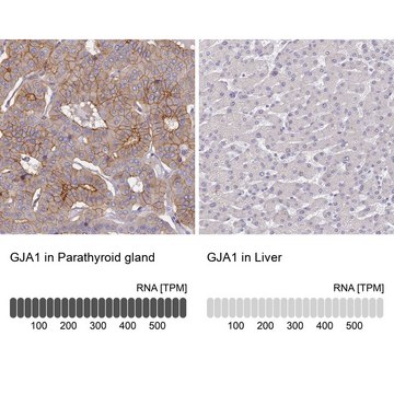 Anti-GJA1 antibody produced in rabbit Prestige Antibodies&#174; Powered by Atlas Antibodies, affinity isolated antibody, buffered aqueous glycerol solution