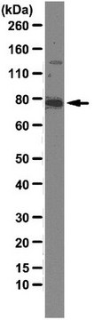 Anti-Mena Antibody, clone A351F7D9 clone A351F7D9, from mouse