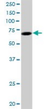 Anti-LMLN antibody produced in mouse purified immunoglobulin, buffered aqueous solution