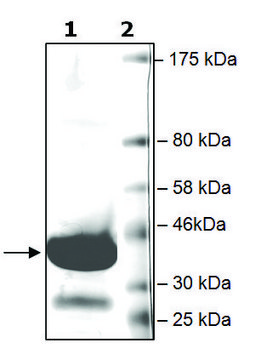 BRD4 (342-460) GST tag human recombinant, expressed in E. coli, &#8805;75% (SDS-PAGE)