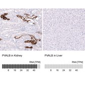 Monoclonal Anti-PVALB antibody produced in mouse Prestige Antibodies® Powered by Atlas Antibodies, clone CL15070, purified antibody (Protein A)