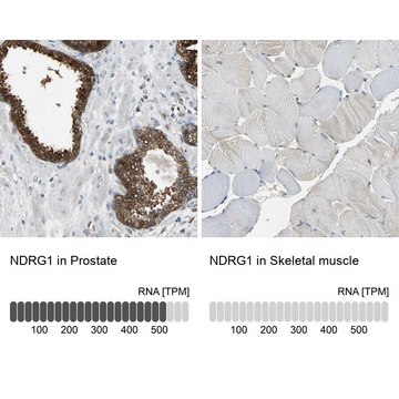 Anti-NDRG1 antibody produced in rabbit Prestige Antibodies&#174; Powered by Atlas Antibodies, affinity isolated antibody, buffered aqueous glycerol solution