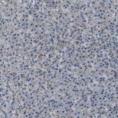 Anti-CANT1 antibody produced in rabbit Prestige Antibodies® Powered by Atlas Antibodies, affinity isolated antibody, buffered aqueous glycerol solution, Ab1