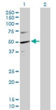 Anti-KPTN antibody produced in rabbit purified immunoglobulin, buffered aqueous solution