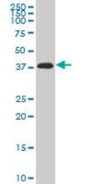 Monoclonal Anti-PITX2 antibody produced in mouse clone 3D2, purified immunoglobulin, buffered aqueous solution