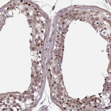 Anti-IPO5 antibody produced in rabbit Prestige Antibodies&#174; Powered by Atlas Antibodies, affinity isolated antibody, buffered aqueous glycerol solution