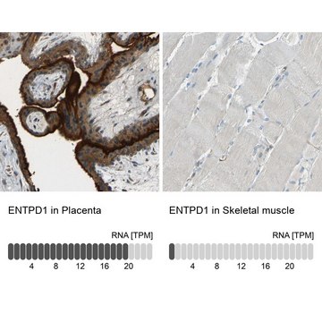 抗 ENTPD1 兔抗 Prestige Antibodies&#174; Powered by Atlas Antibodies, affinity isolated antibody, buffered aqueous glycerol solution