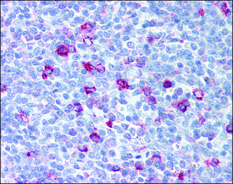 Anti-XCR1 antibody produced in rabbit affinity isolated antibody