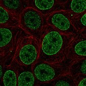 Anti-SNAPC4 antibody produced in rabbit Prestige Antibodies® Powered by Atlas Antibodies, affinity isolated antibody